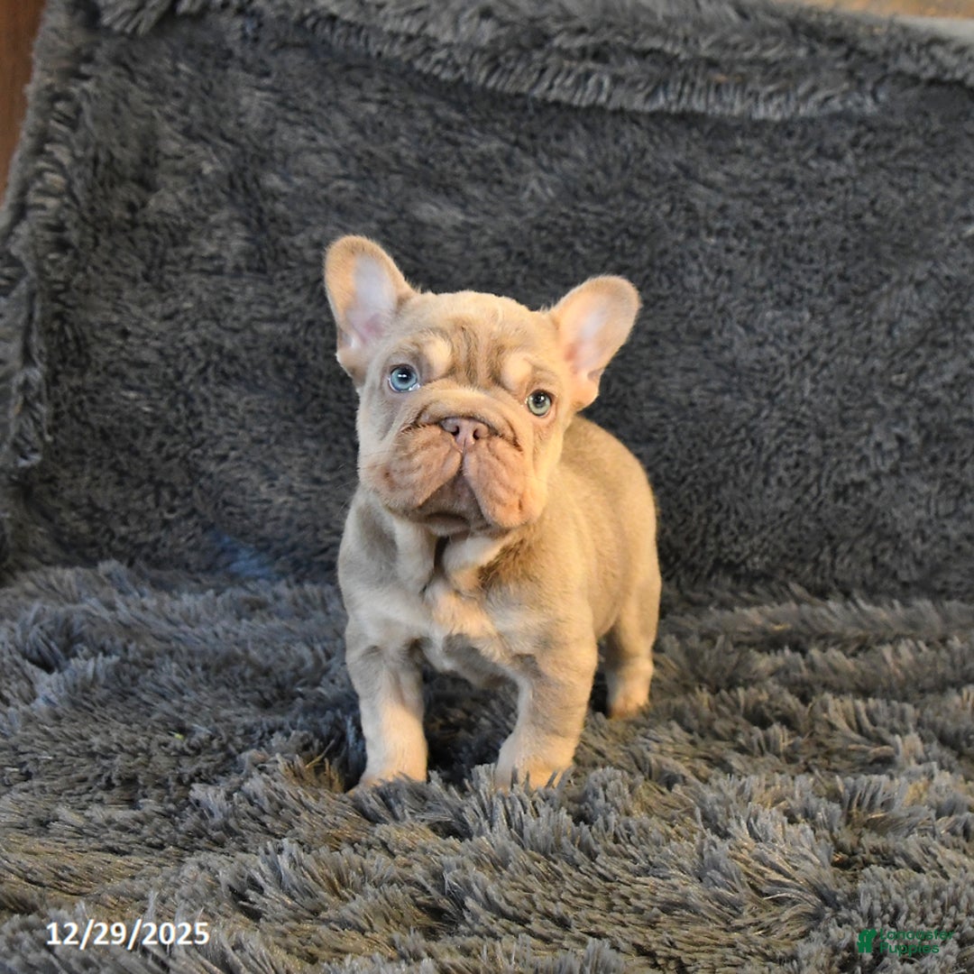French Bulldog dogs for sale: Lorie - Ad 3