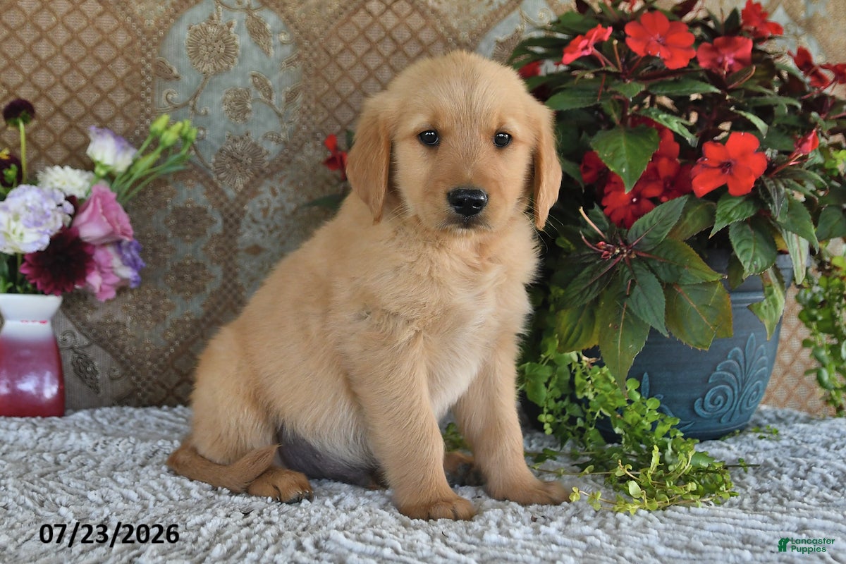 Golden Retriever dogs Gilbert - Ad 2