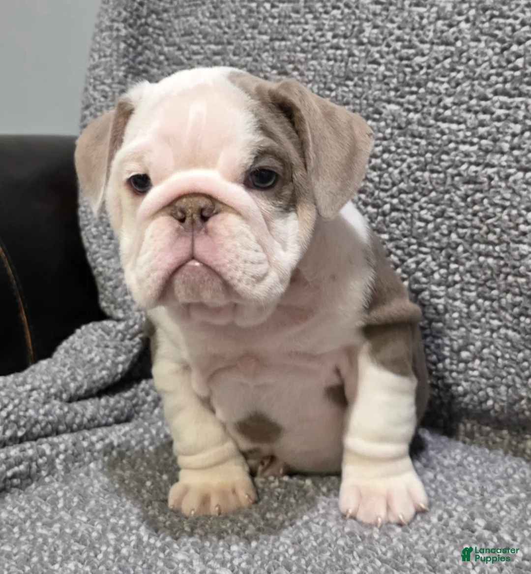 English Bulldog dogs for sale: Brewster - Ad 7