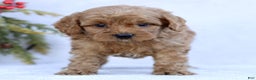 Mini Goldendoodle dogs for sale: Lennox  - Ad 2