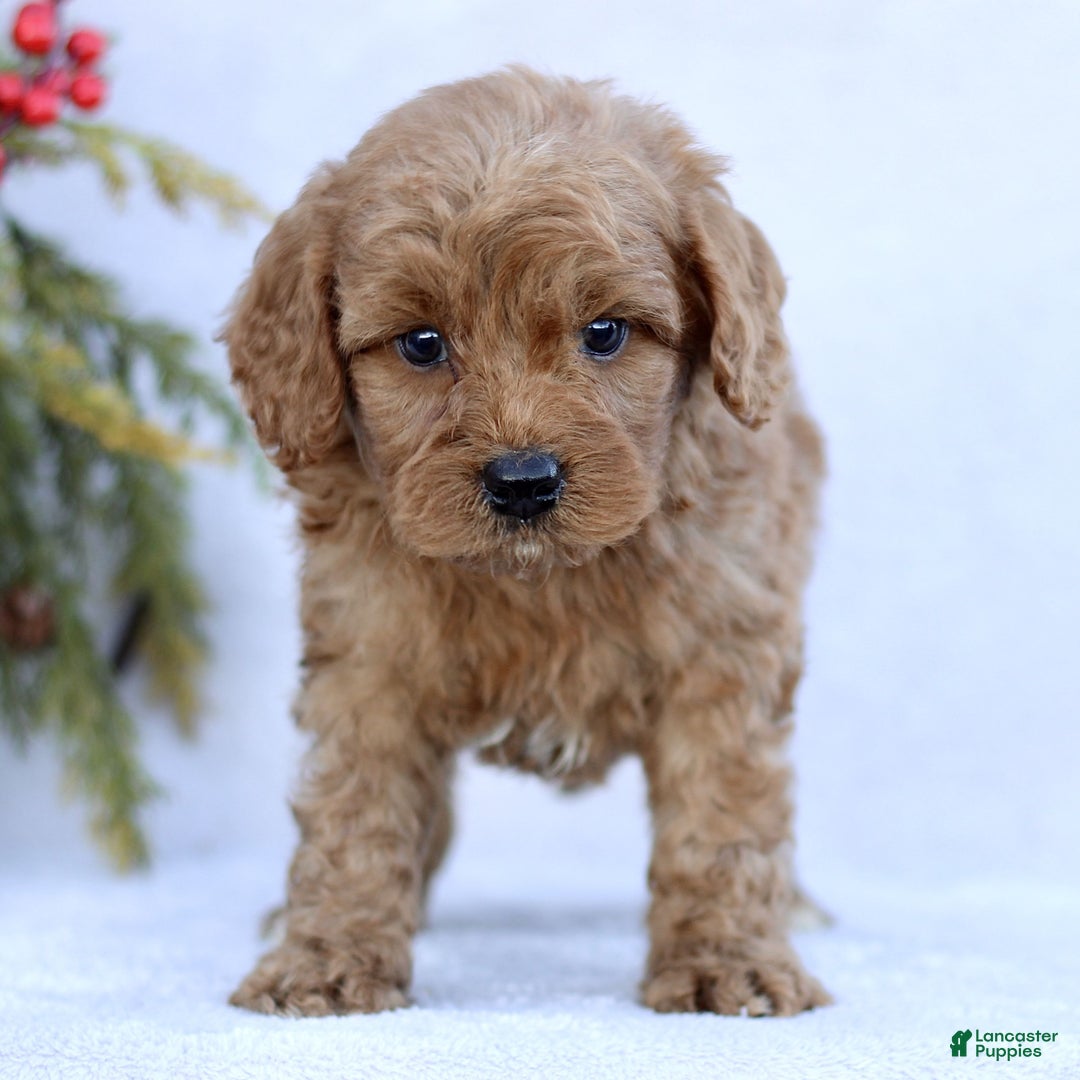 Mini Goldendoodle dogs for sale: Lennox  - Ad 2