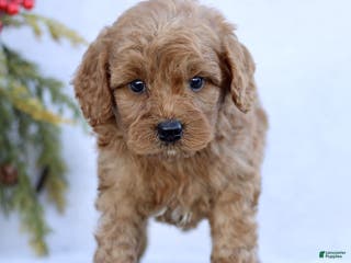 Mini Goldendoodle dogs Lennox - Ad 27