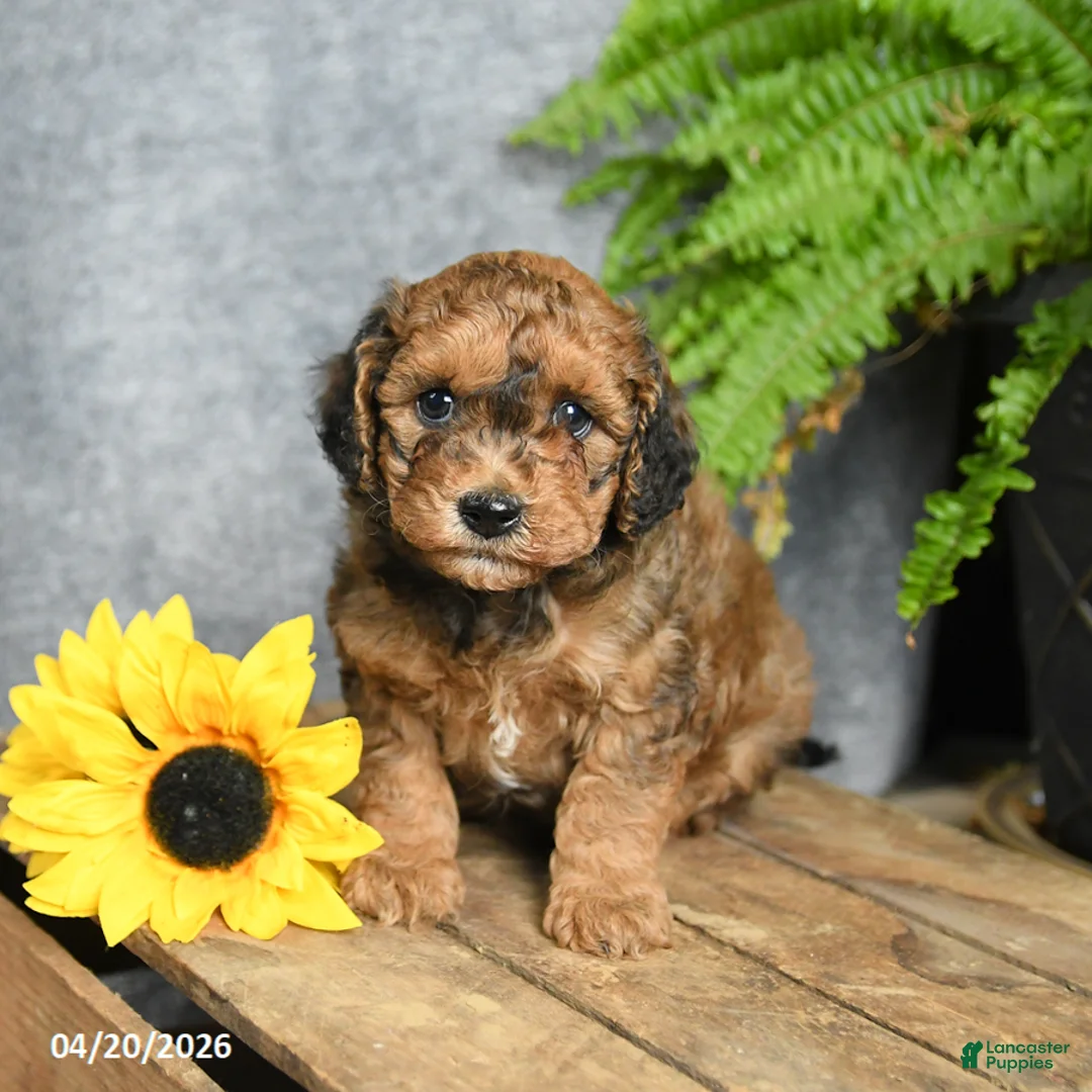 Cavachon dogs for sale: Kaffeine - Ad 2