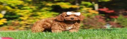 Cockapoo dogs for sale: Magnolia - Ad 3