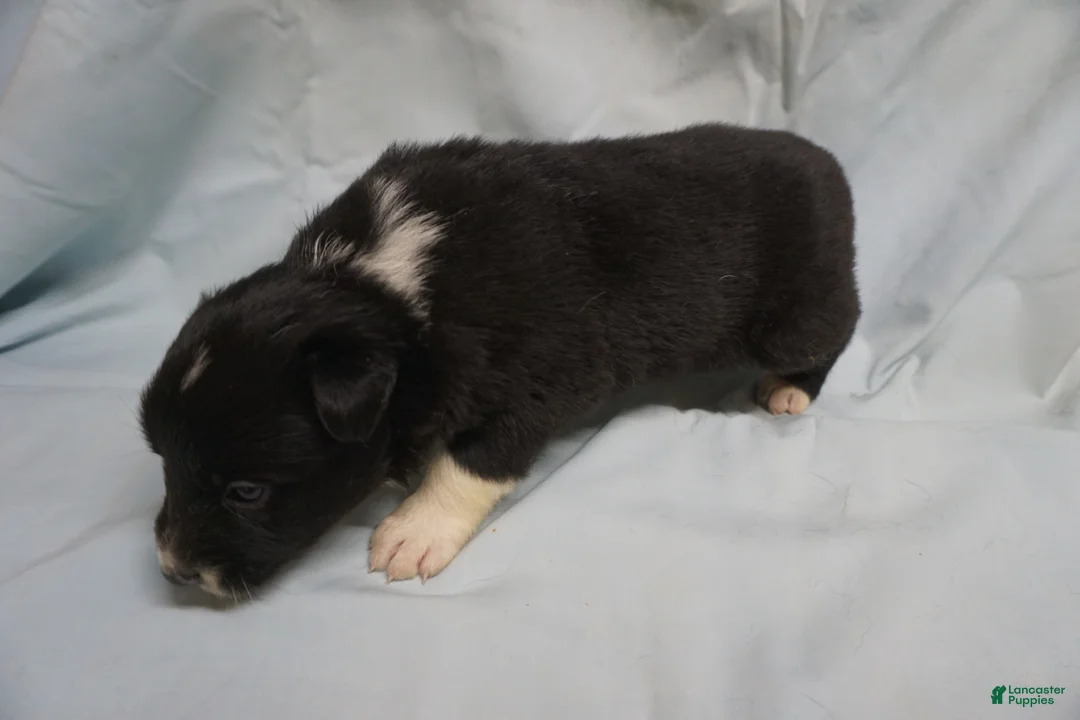 Border Collie dogs for sale: Winnie,   Puppy 2 - Ad 2