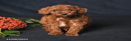 Toy Poodle dogs for sale: Happy - Ad 3