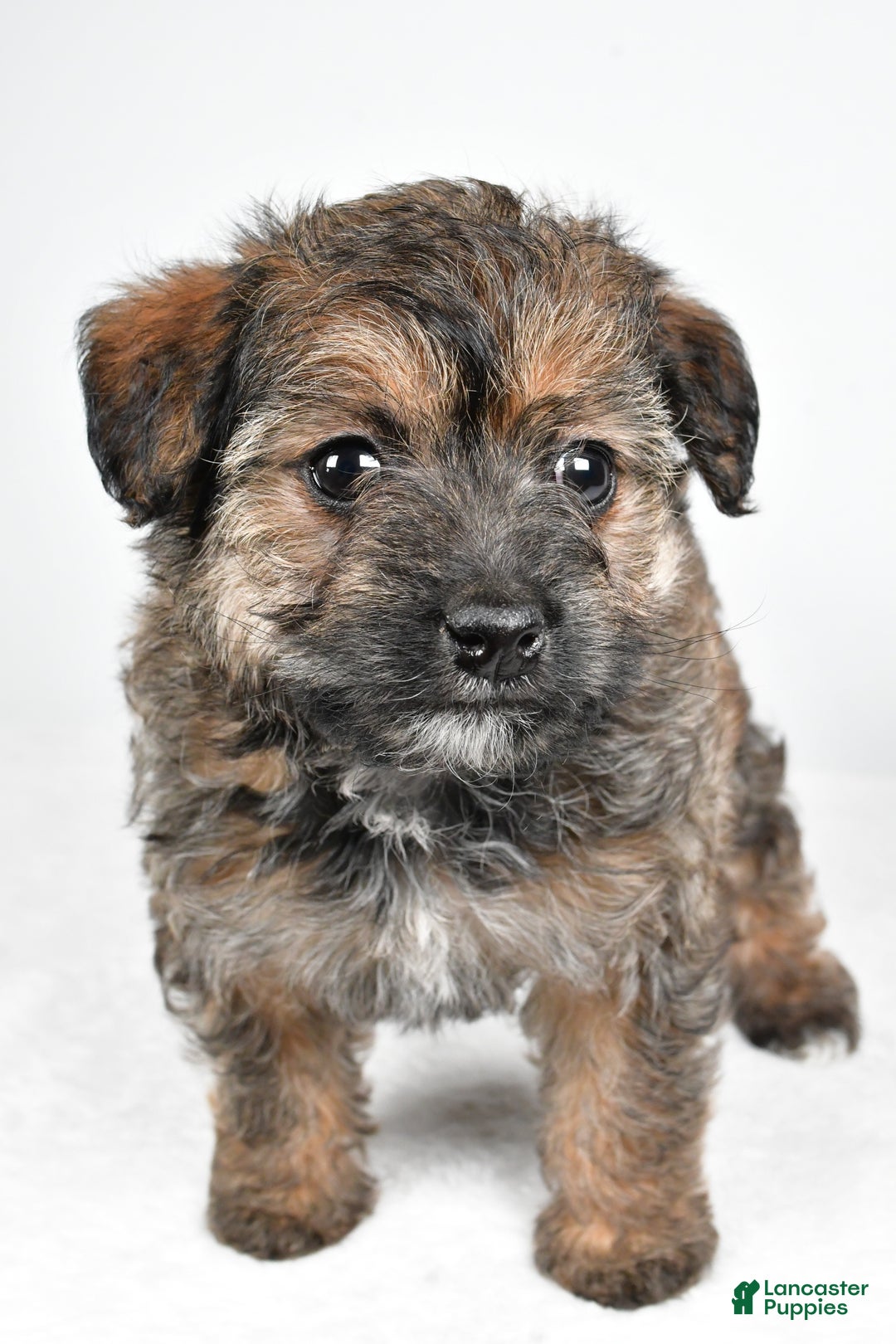 Yorkiepoo dogs for sale: Noelle - Ad 6