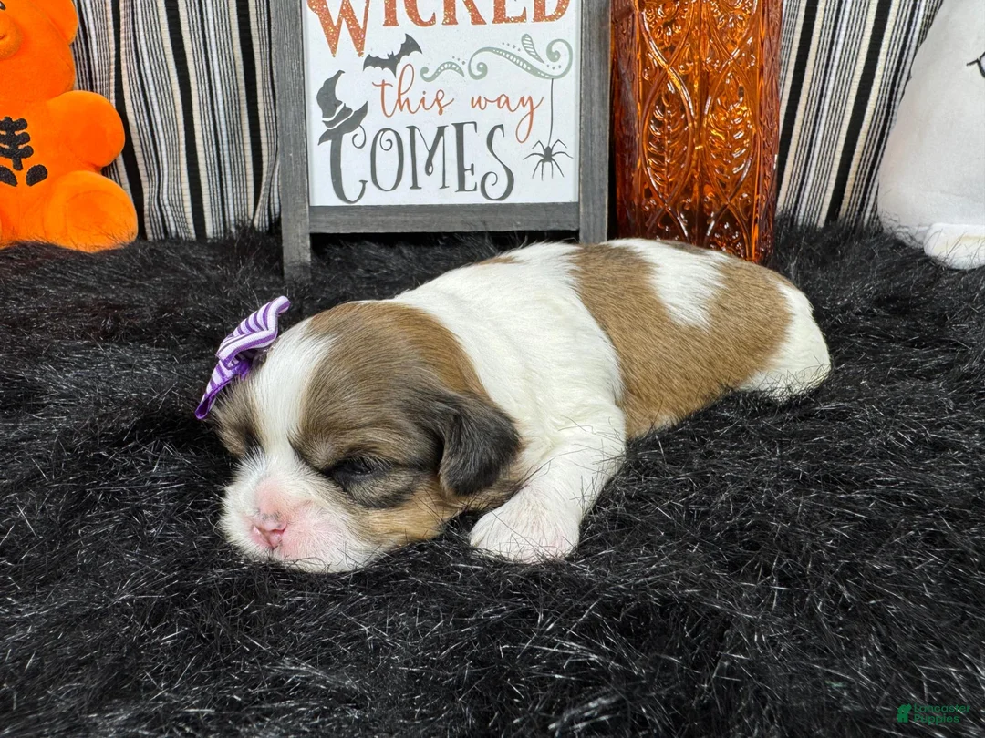 Shih Tzu dogs for sale: Shih Tzu 3 - Ad 2