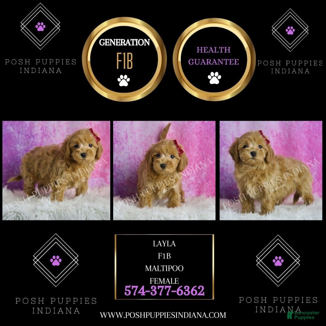 Maltipoo dogs Layla - Ad 2