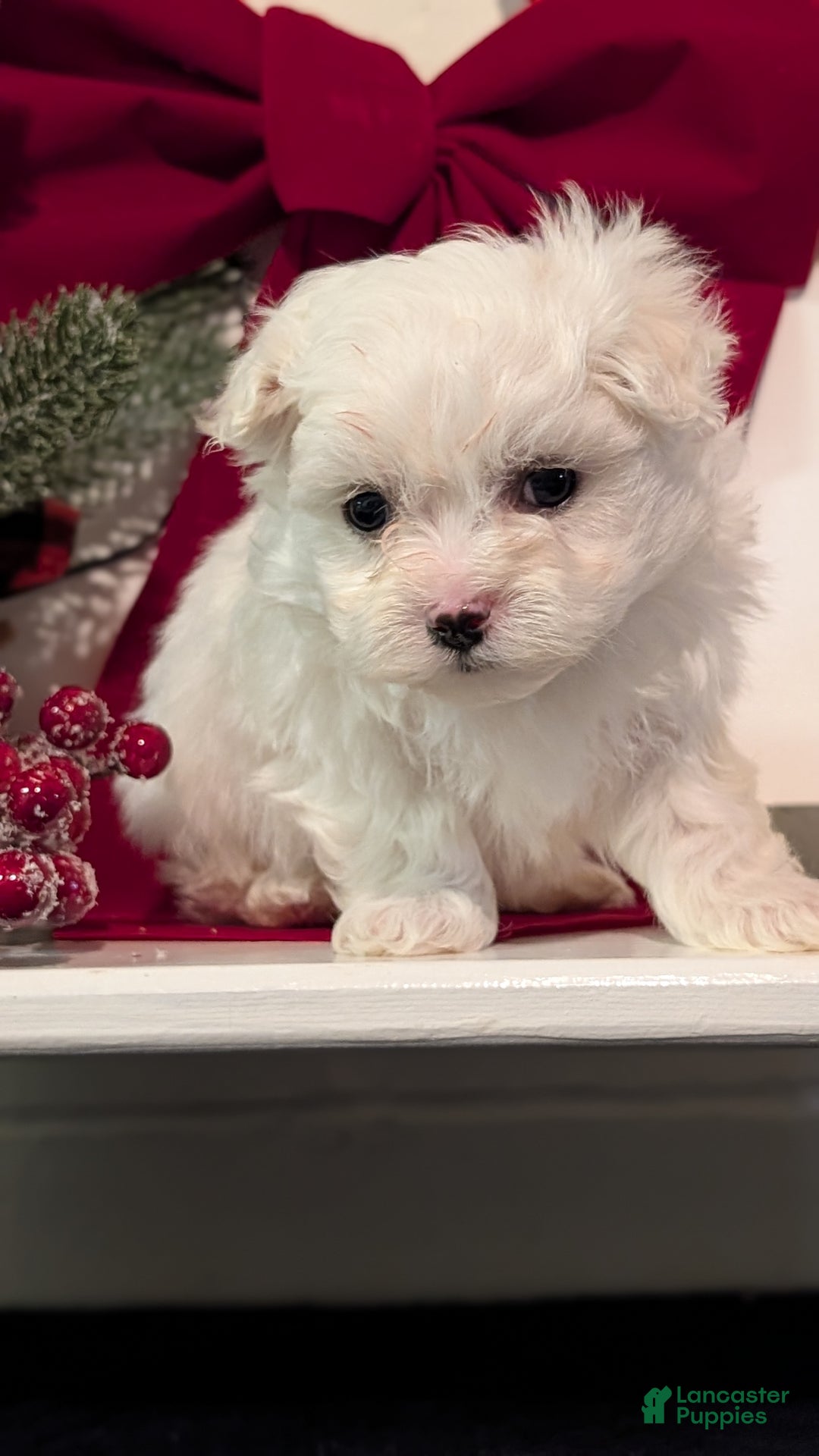 Maltese dogs for sale: Kona - Ad 11