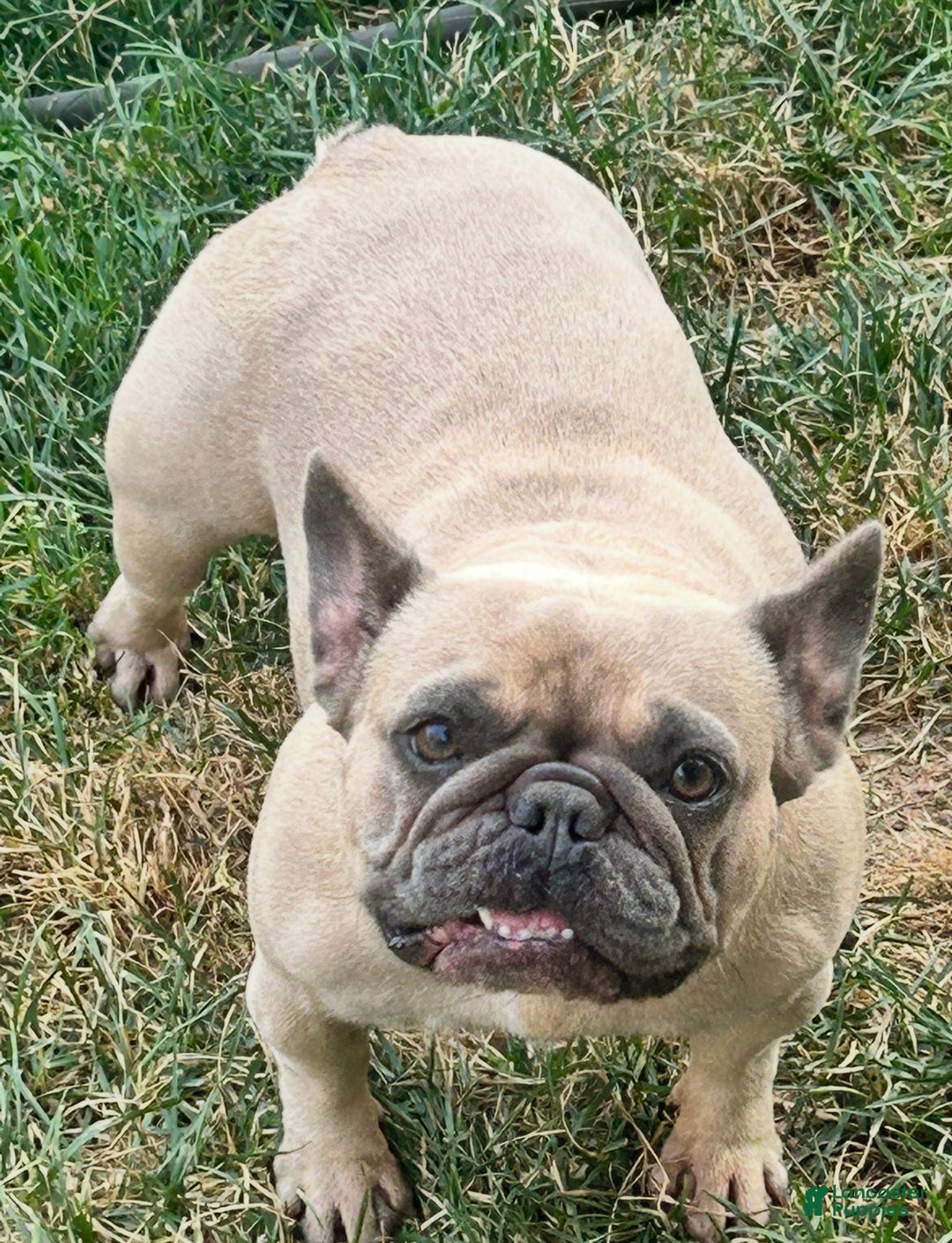 French Bulldog dogs for sale: French Bulldog - Ad 1