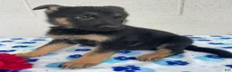 German Shepherd dogs for sale: Preston - Ad 3