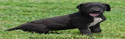 Great Dane dogs for sale: Maya - Ad 6