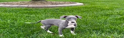 Italian Greyhound dogs for sale: Corbin  - Ad 4