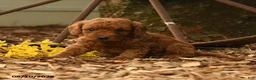 Goldendoodle dogs for sale: Rusty - Ad 3