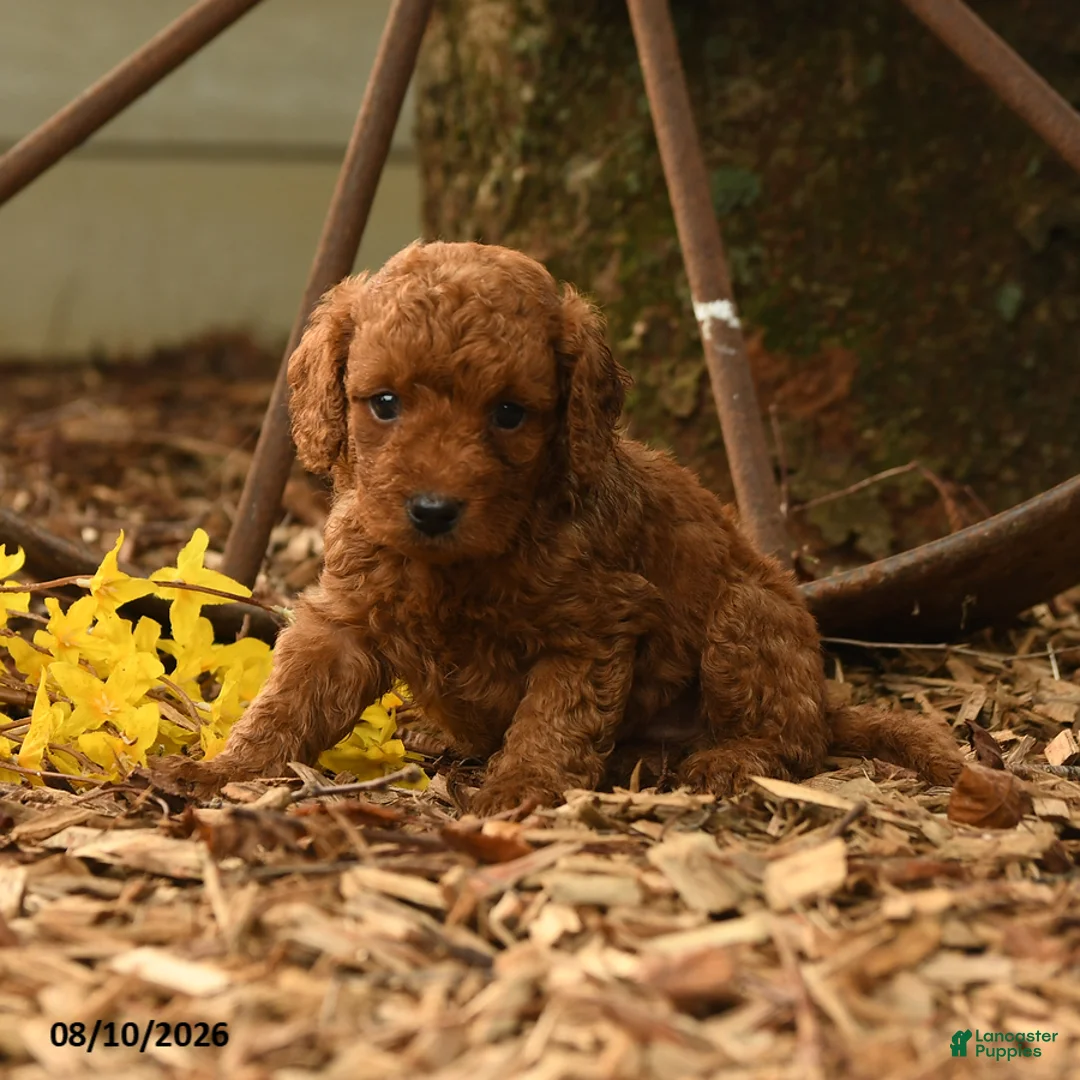 Goldendoodle dogs for sale: Rusty - Ad 3