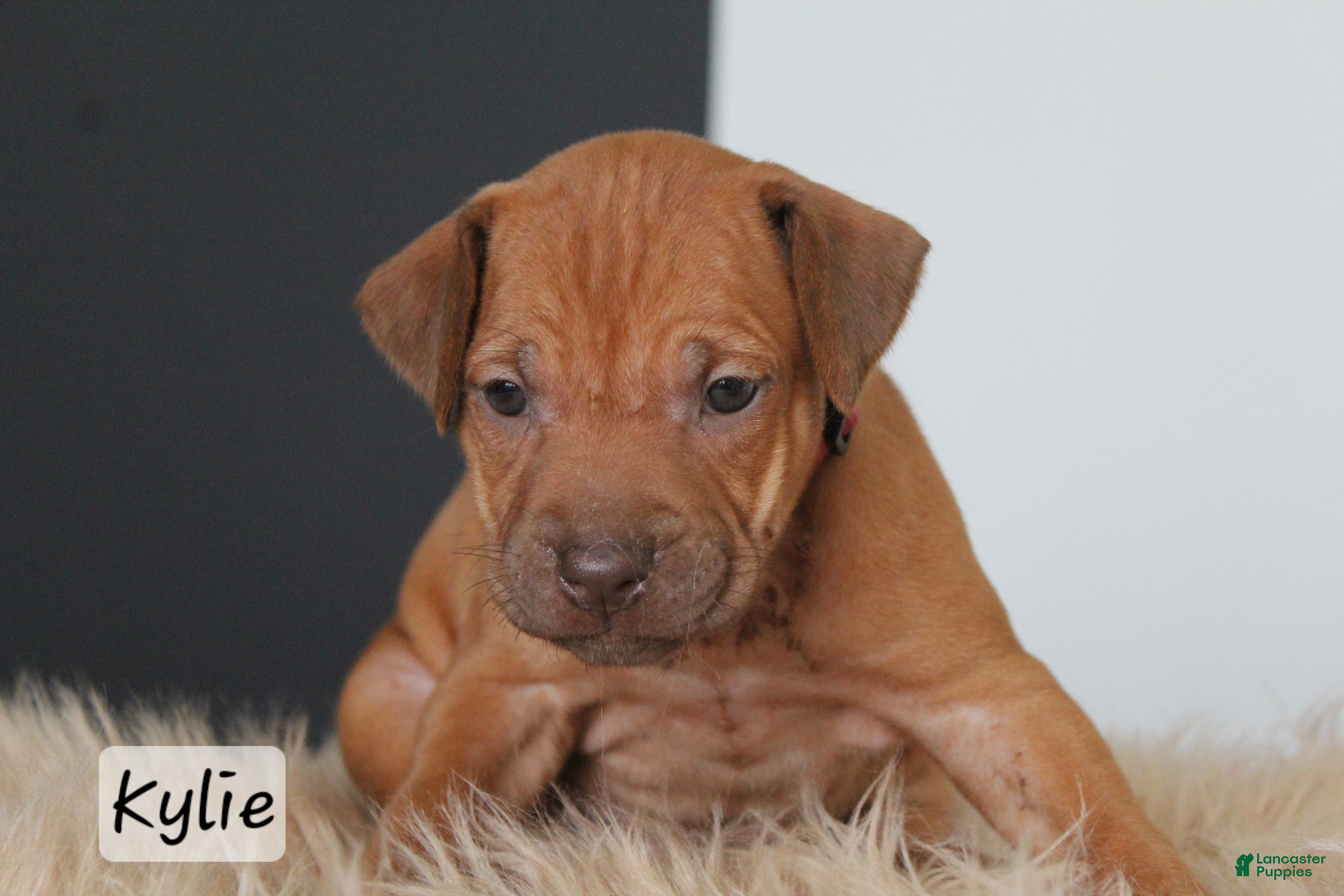 Rhodesian Ridgeback dogs Kylie - Ad 22