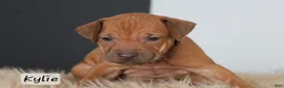 Rhodesian Ridgeback dogs for sale: Kylie - Ad 1