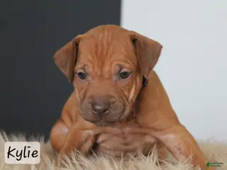 Rhodesian Ridgeback dogs Kylie - Ad 22