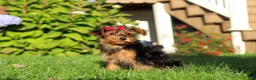 Yorkiepoo dogs for sale: Poppy - Ad 3