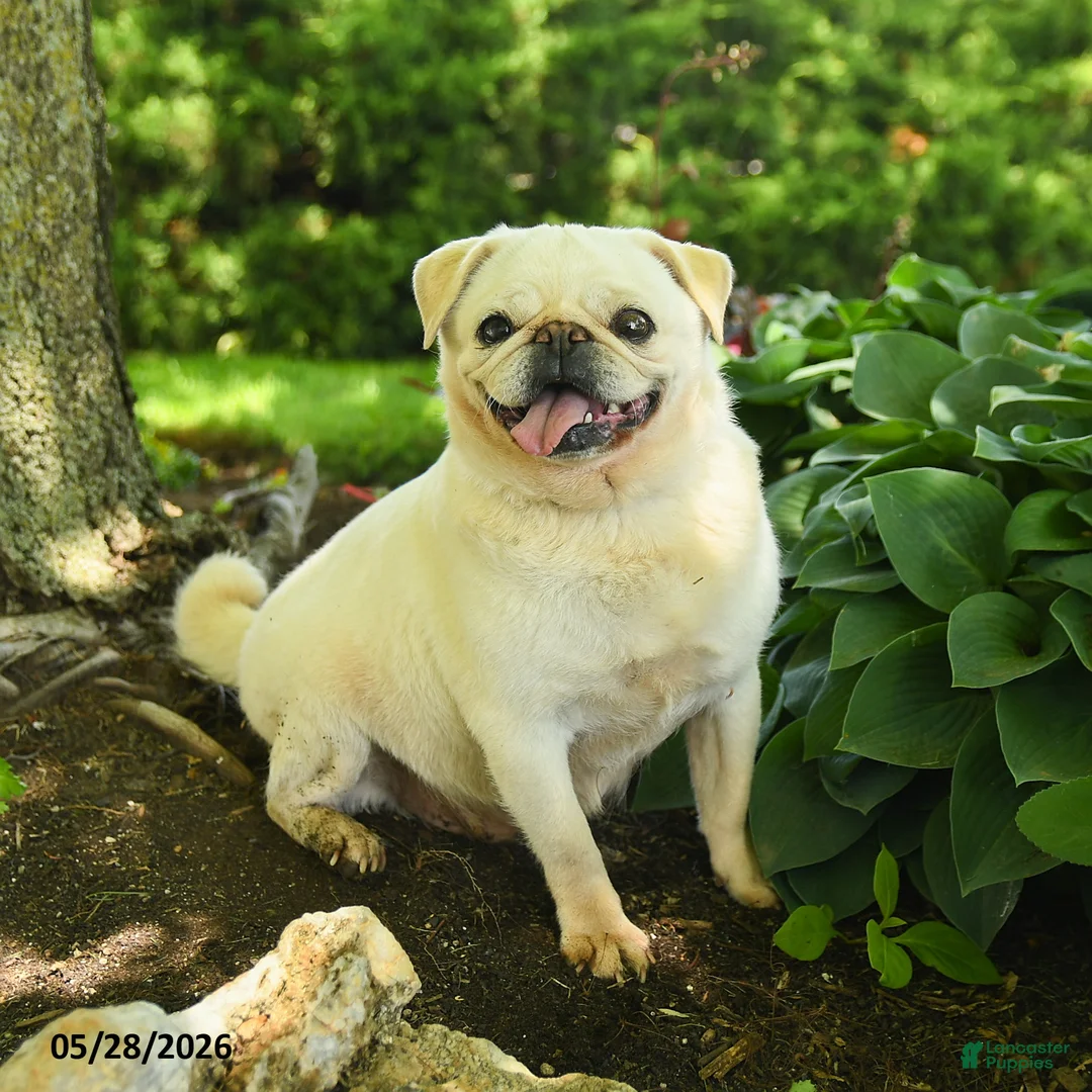 Pug dogs for sale: Sheeba - Ad 1