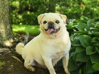 Pug dogs for sale: Sheeba - Ad 3