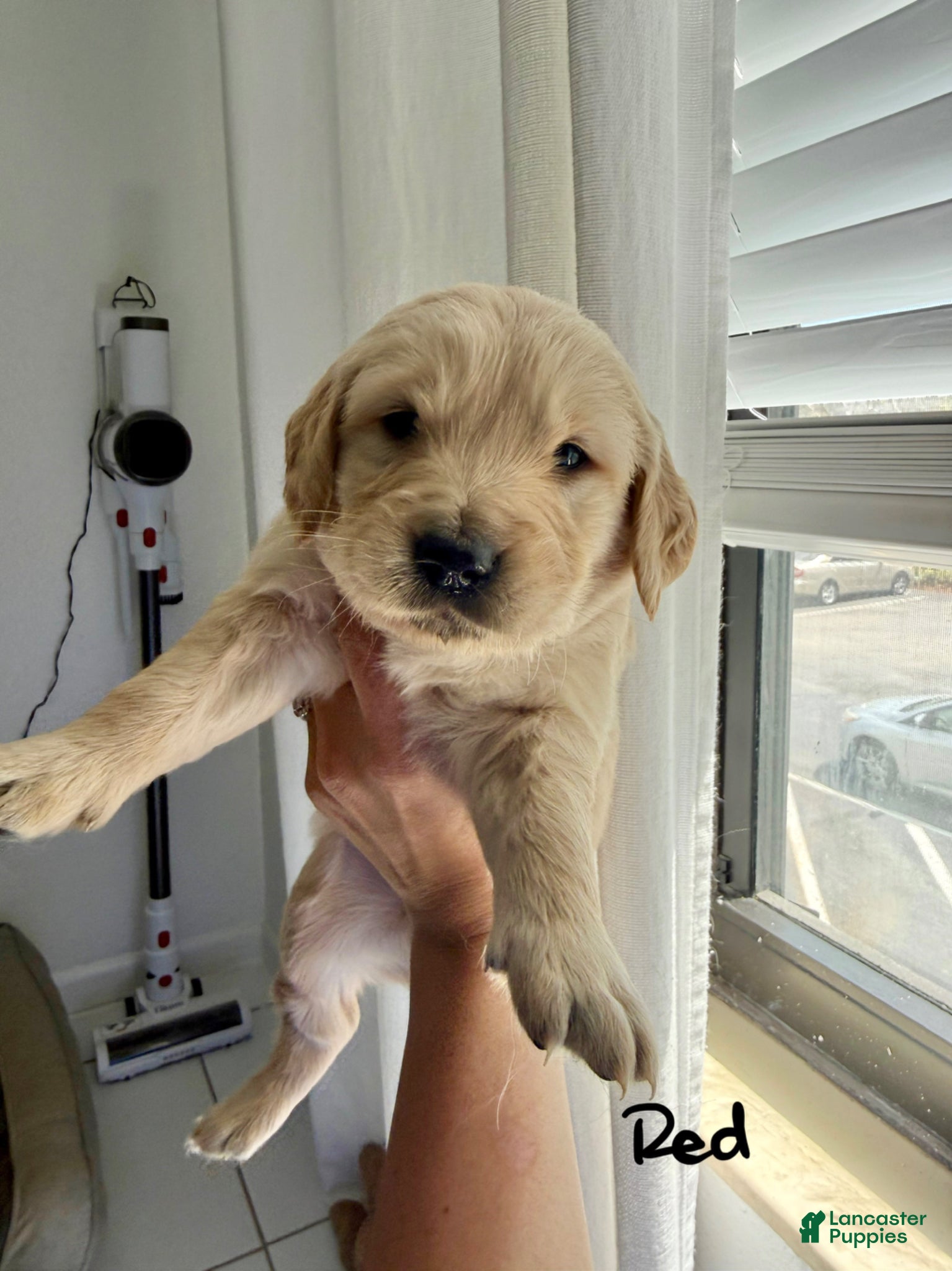 Golden Retriever dogs Golden Retriever Puppy 4 - Ad 7