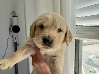 Golden Retriever dogs Golden Retriever Puppy 4 - Ad 10