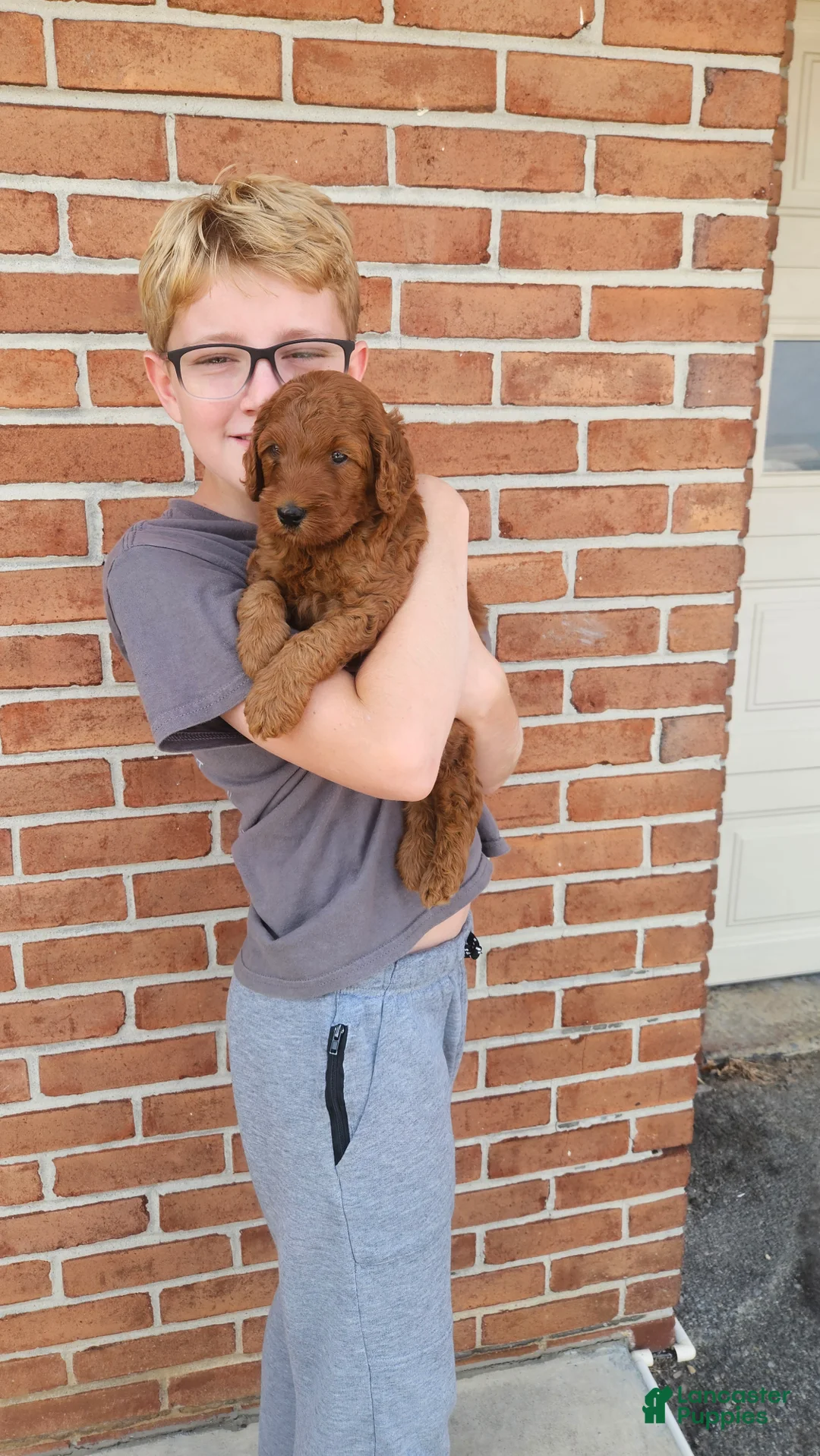 Mini Goldendoodle dogs for sale: Finn - Ad 1