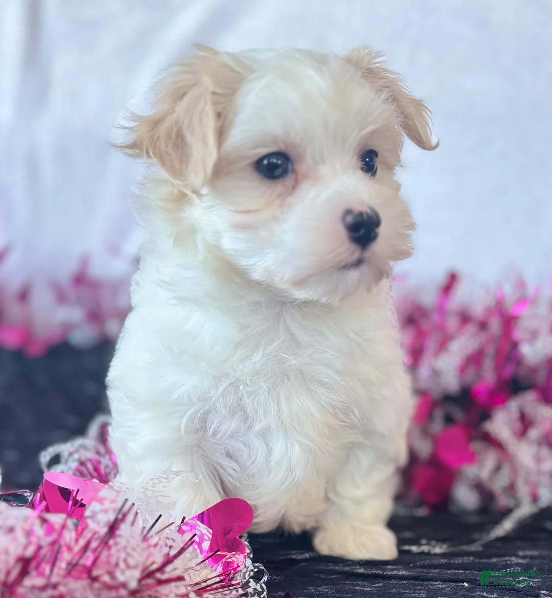Maltese dogs for sale: Colton - Ad 14