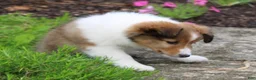 Shetland Sheepdog dogs for sale: Blossom Shetland Sheepdog  - Ad 5