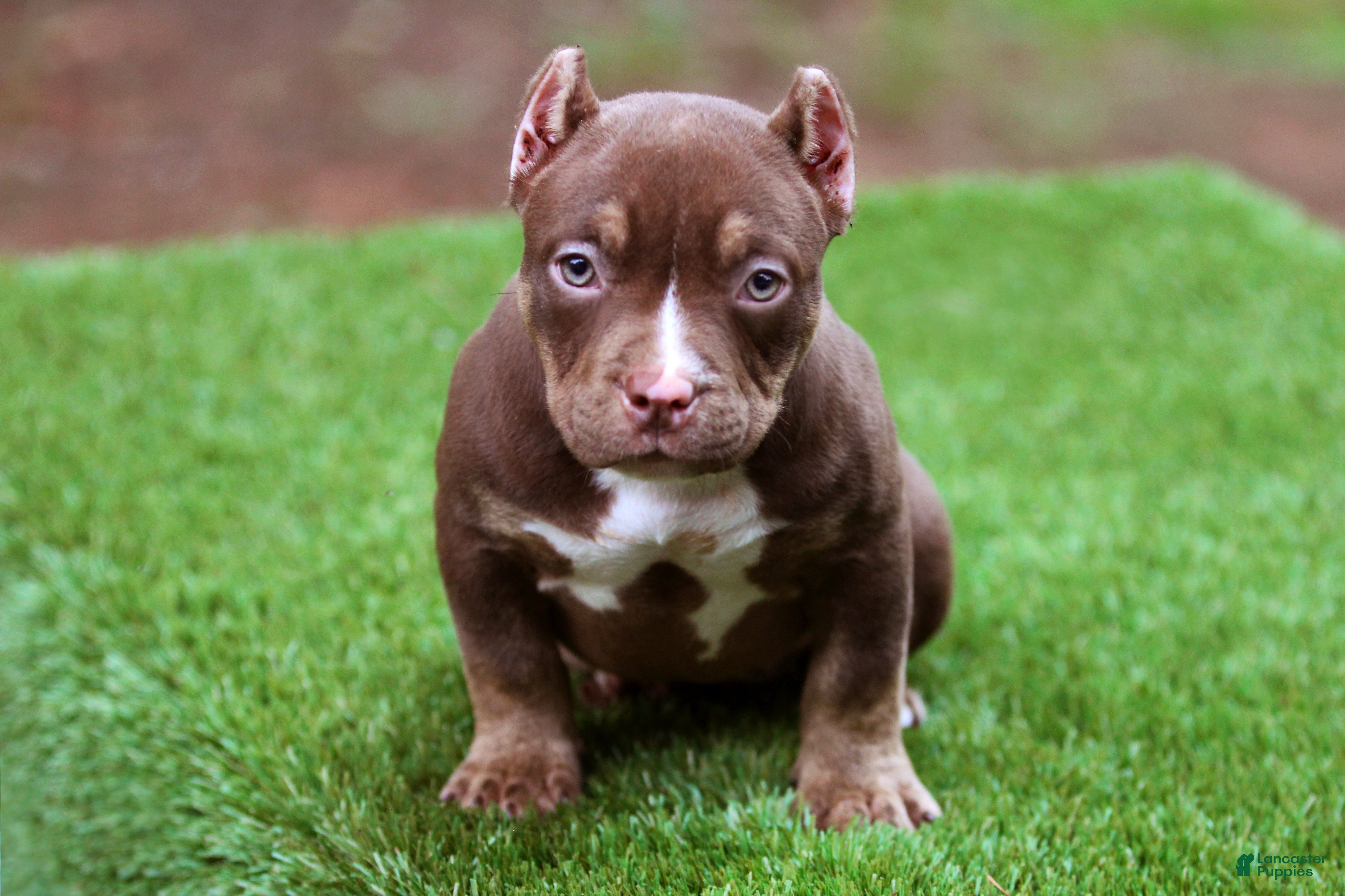 American Bully dogs Chocolate Trindle Female - Ad 2