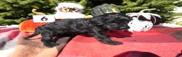 Cavapoo dogs for sale: Cavapoo 5 Black Star - Ad 4