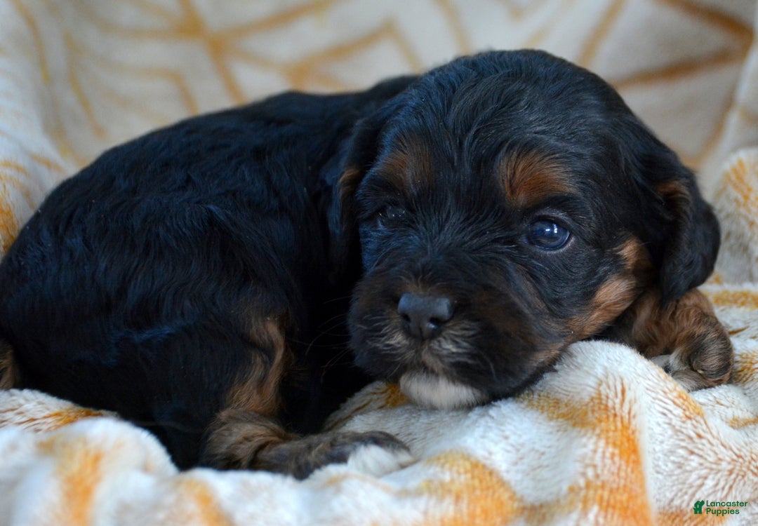 Cockapoo dogs for sale: Cockapoo Puppy 3 Kyra - Ad 2