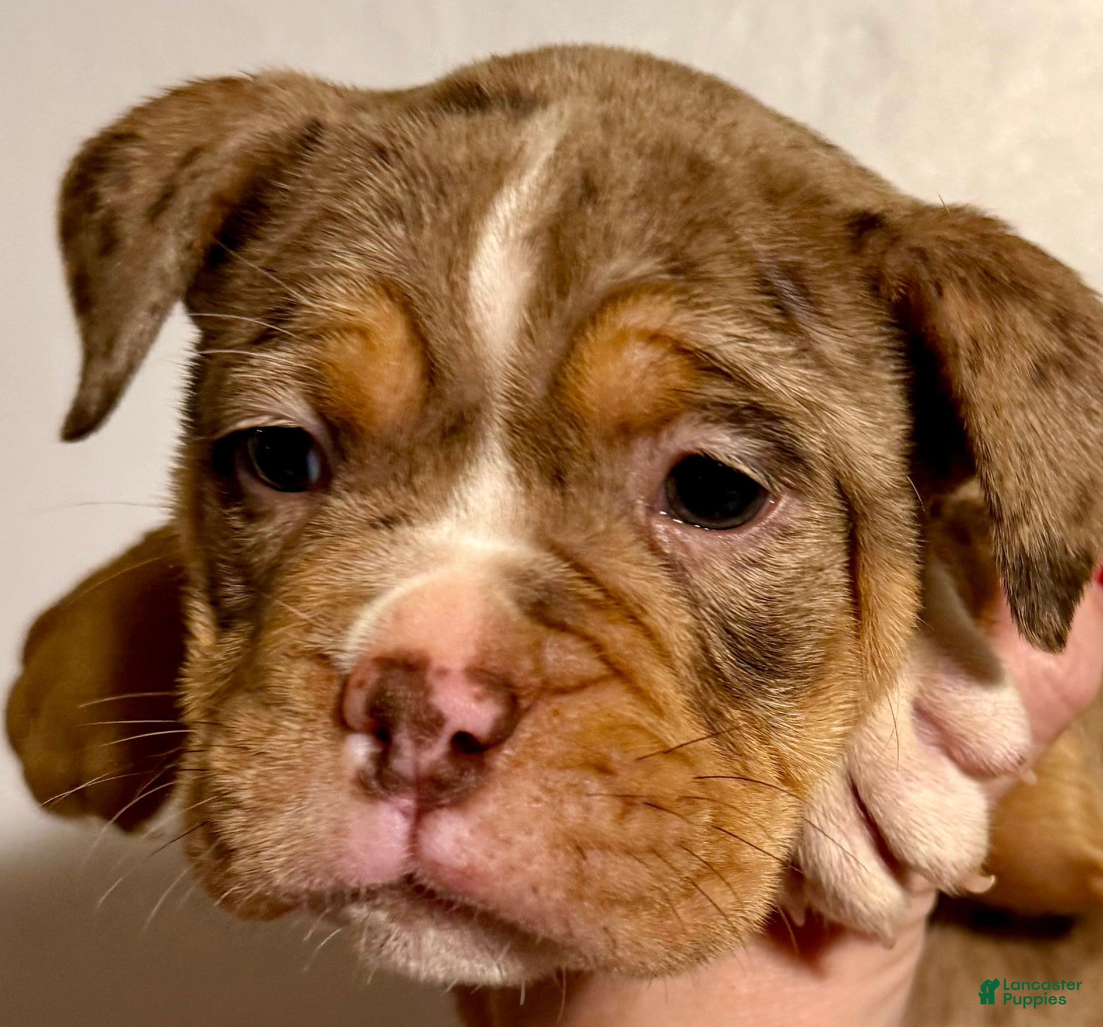 Olde English Bulldogge dogs Beth  - Ad 2