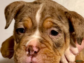 Olde English Bulldogge dogs Beth - Ad 4