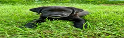 Mixed Breed dogs for sale: Inka - Ad 12