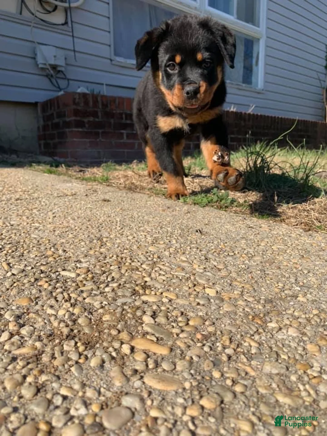 Rottweiler dogs for sale: Gloria - Ad 7