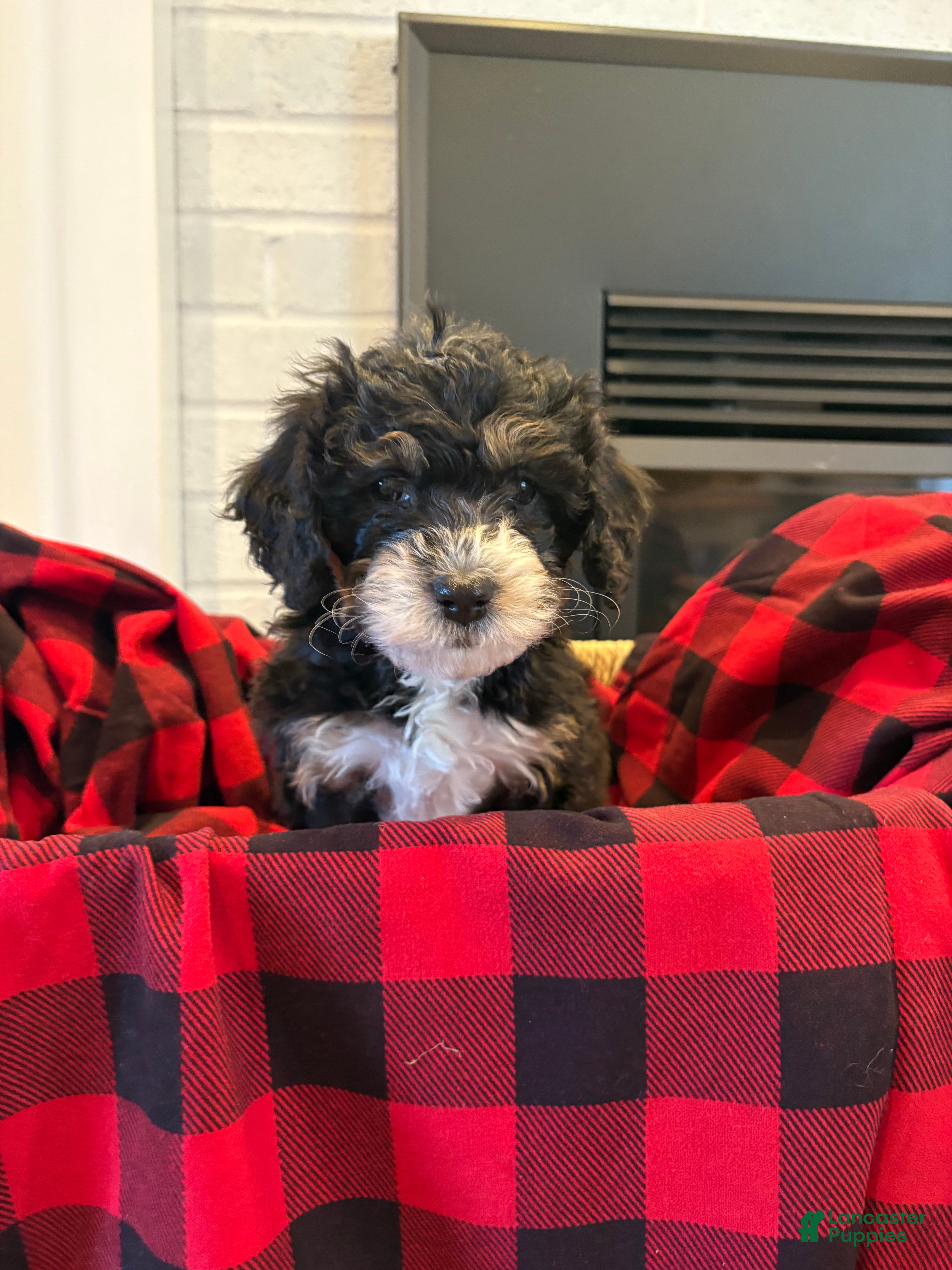 Mini Bernedoodle dogs Sophie - Ad 42