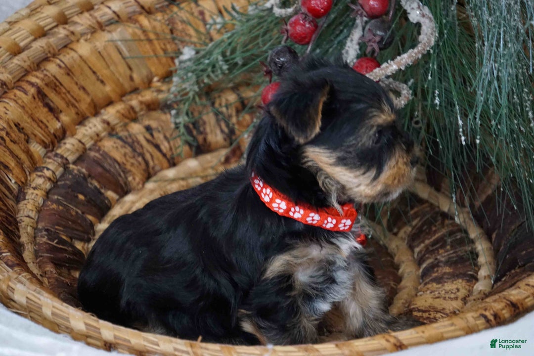 Yorkshire Terrier dogs for sale: Donny - Ad 2