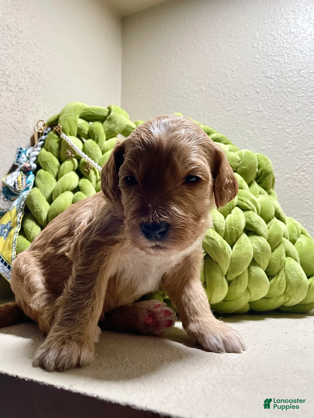 Bernedoodle dogs for sale: Bernedoodle Puppy 1 - Ad 1