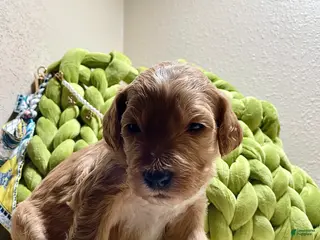 Bernedoodle dogs Bernedoodle Puppy 1 - Ad 1