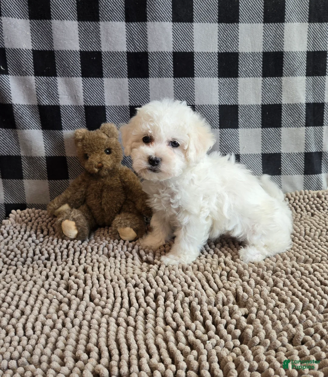 Bichon Frise dogs for sale: Libby - Ad 5