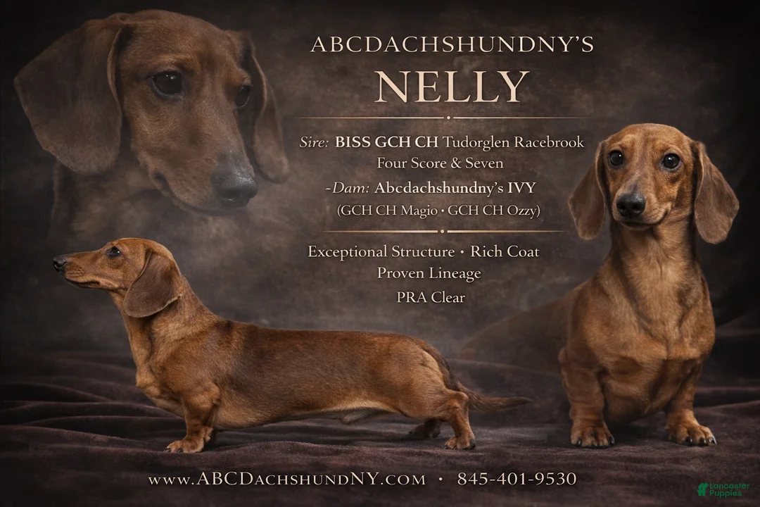 Miniature Dachshund dogs for sale: Black and cream AKC  - Ad 13