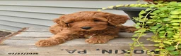 Cavapoo dogs for sale: Ivy - Ad 4