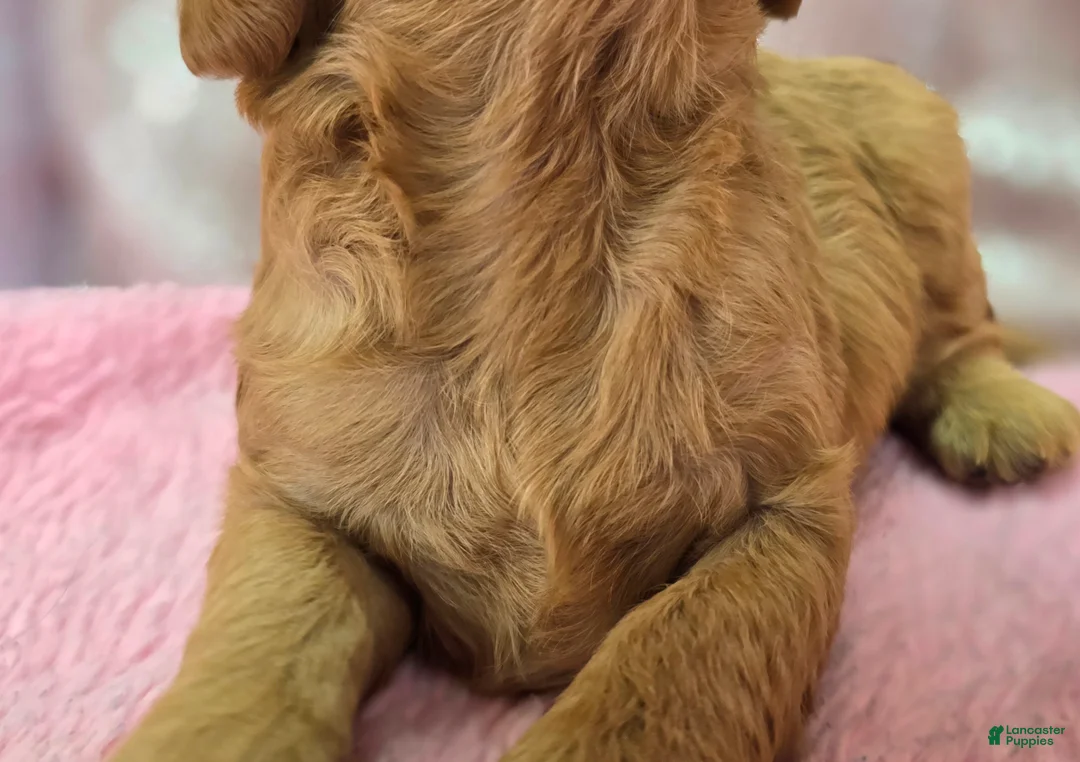 Cavapoo dogs for sale: Obsidian - Ad 7