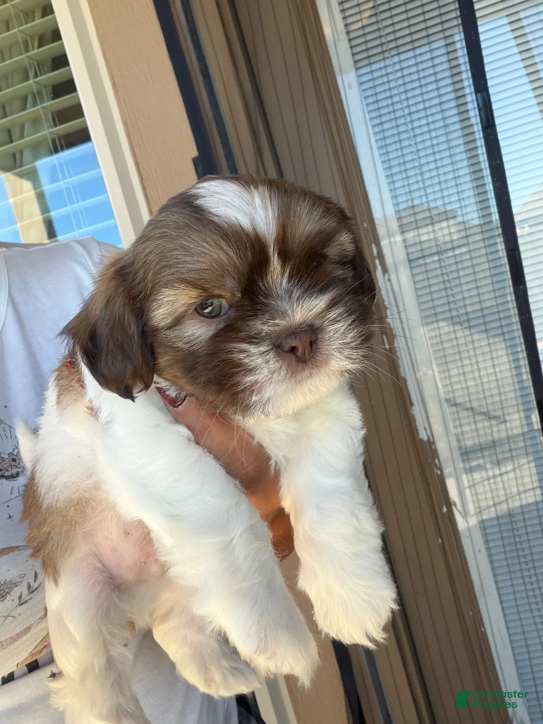 Shih Tzu dogs for sale: Shih Tzu 2 - Ad 1