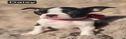 Boston Terrier dogs for sale: Daisy - Ad 5