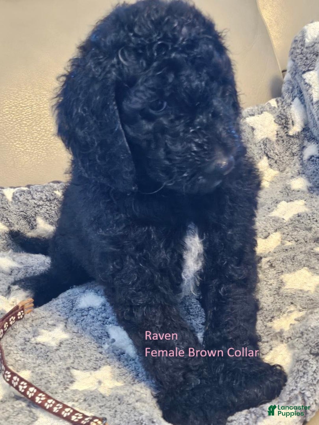 Goldendoodle dogs for sale: Goldendoodle Puppy 9 - Ad 1