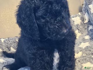 Goldendoodle dogs Goldendoodle Puppy 9 - Ad 29